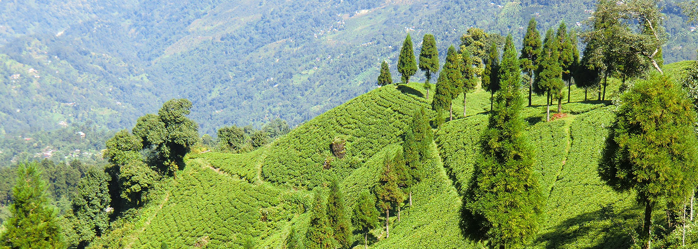 Darjeeling