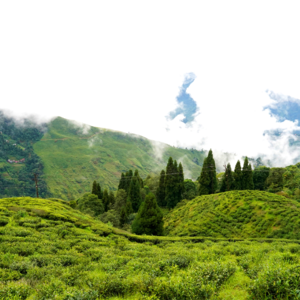 The Tea Estate Experience