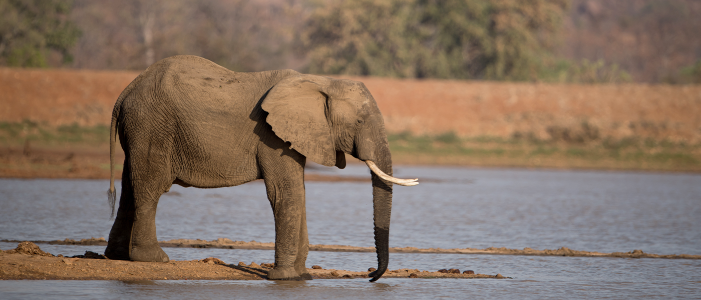 Dooars Jungle Escape