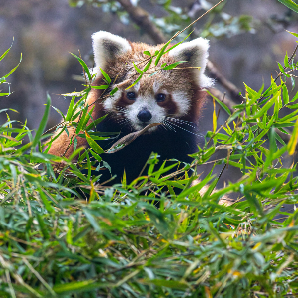 Explore the Highlands