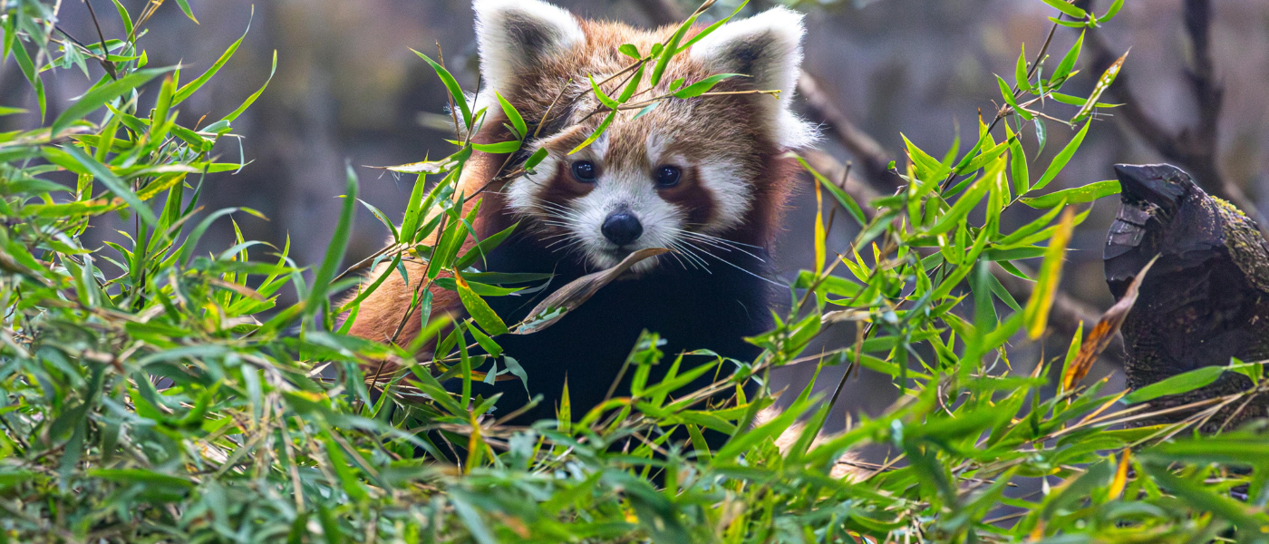 Explore the Highlands