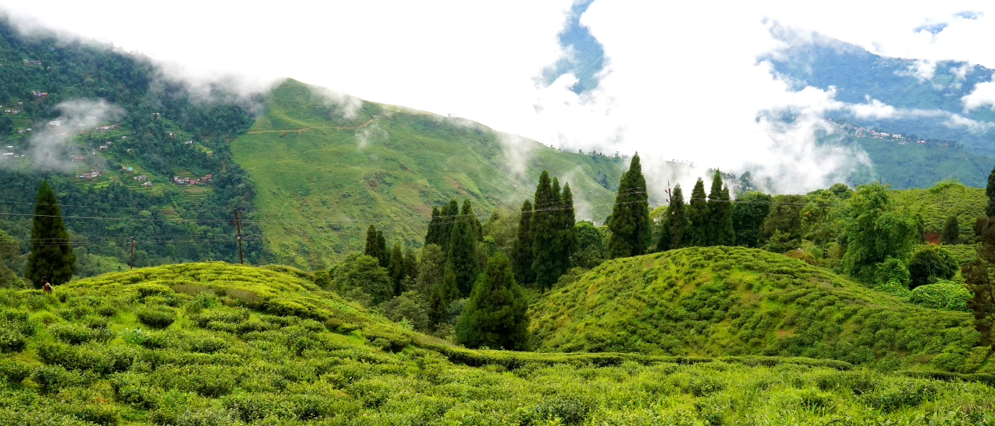 The Tea Estate Experience