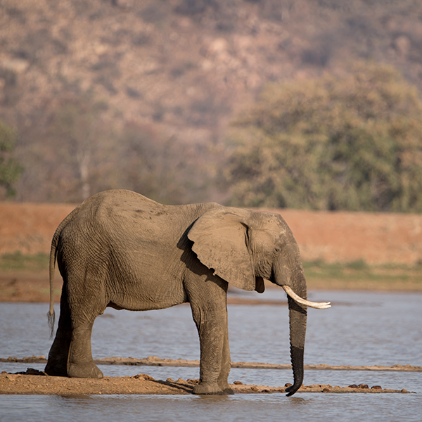 Dooars Jungle Escape